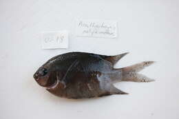 Image of two-lined monocle bream
