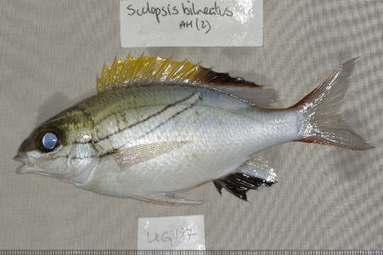 Image of two-lined monocle bream