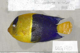 Image of Bicolor Angelfish