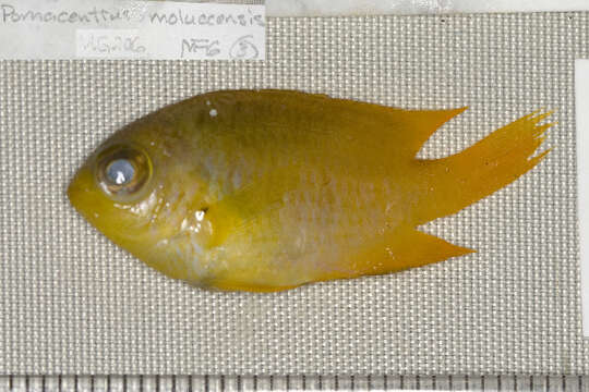 Image of Lemon damsel