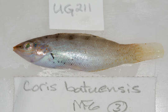 Слика од Coris batuensis (Bleeker 1856)