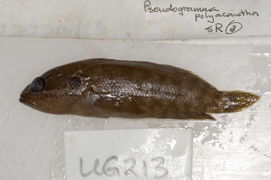 Image of Pseudogramma