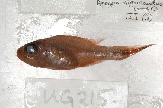 Image of Darktail cardinalfish