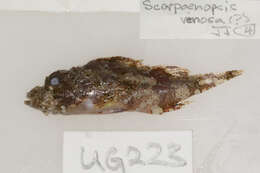 Scorpaenopsis venosa (Cuvier 1829) resmi