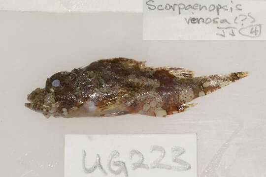 Image of Raggy scorpionfish