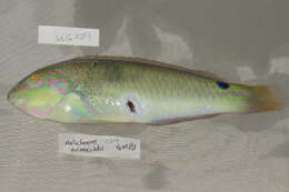 Image of Threespot wrasse