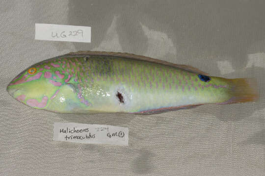 Image of Threespot wrasse