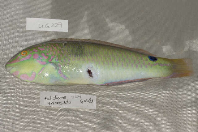 Image of Threespot wrasse