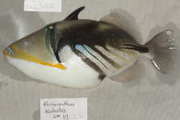 Image of Lagoon triggerfish