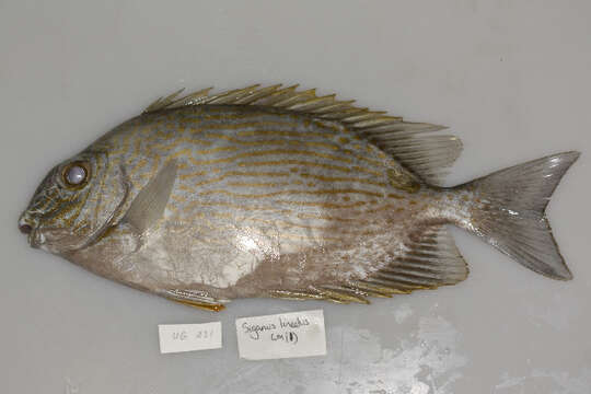 Image of Lined rabbitfish