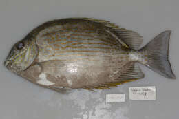 Image of Lined rabbitfish