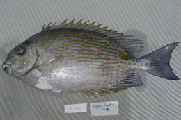 Image of Lined rabbitfish