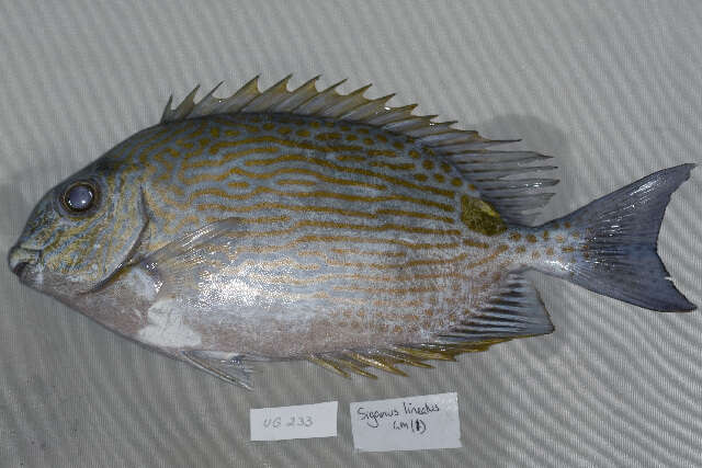 Image of Lined rabbitfish