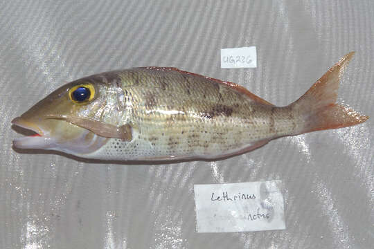 صورة Lethrinus semicinctus Valenciennes 1830