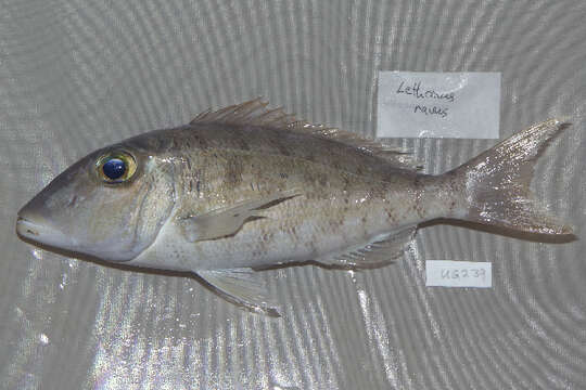 Lethrinus ravus Carpenter & Randall 2003 resmi