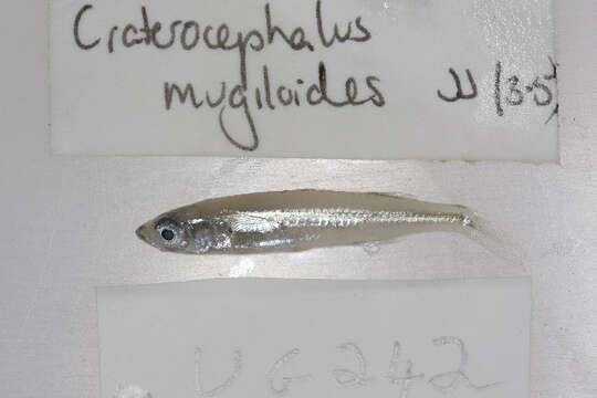 Image of Craterocephalus