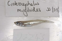 Sivun Craterocephalus mugiloides (McCulloch 1912) kuva