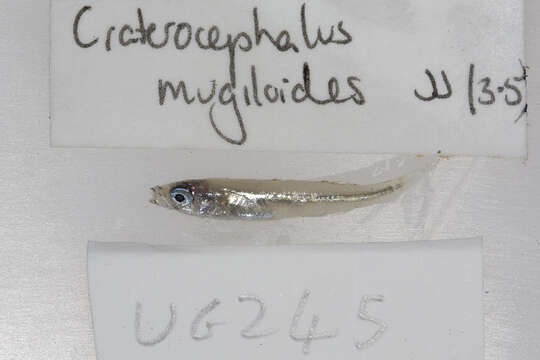Image of Craterocephalus