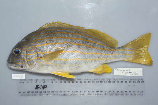 Image of Goldstriped sweetlips