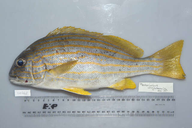 صورة Plectorhinchus chrysotaenia (Bleeker 1855)