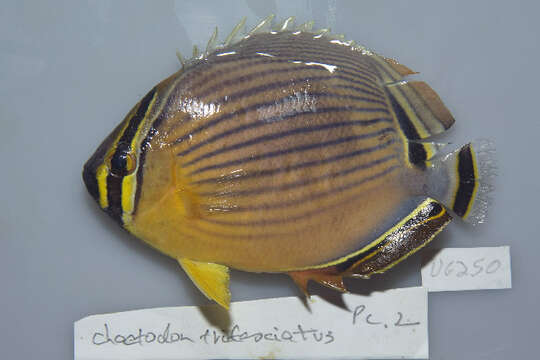 Слика од Chaetodon lunulatus Quoy & Gaimard 1825