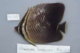 Image of Eastern Triangle Butterflyfish