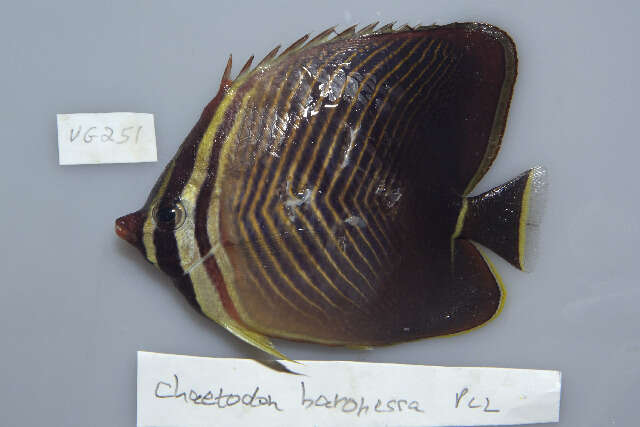 Image of Chaetodontiformes