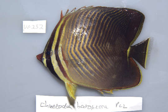 Image of Eastern Triangle Butterflyfish