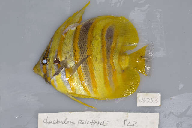 Image of Rainford's Butterflyfish