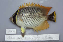 Plancia ëd Chaetodon trifascialis Quoy & Gaimard 1825