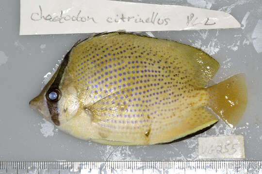 Imagem de Chaetodon citrinellus Cuvier 1831