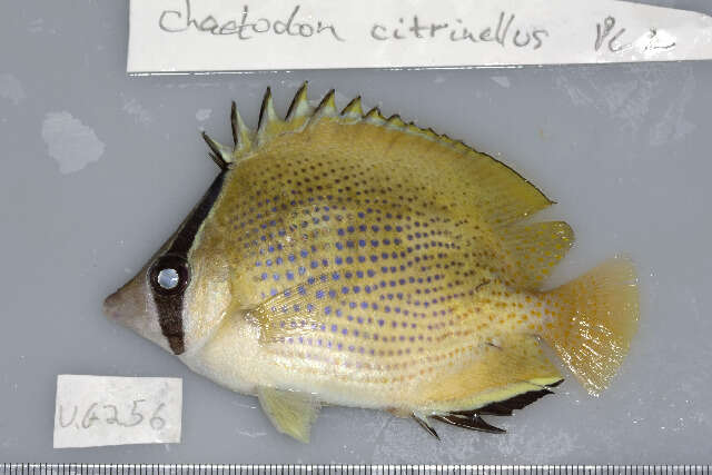 Imagem de Chaetodon citrinellus Cuvier 1831