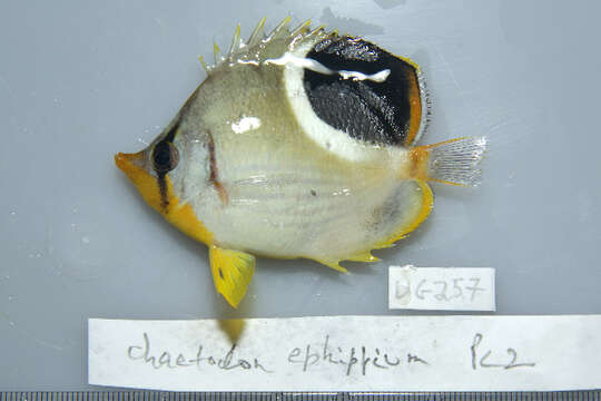 Image of Blackblotch Butterflyfish