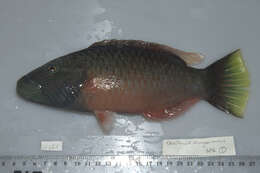 Image of Bandcheek wrasse