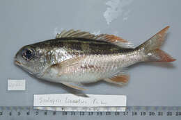 Image of Black-and-white monocle bream