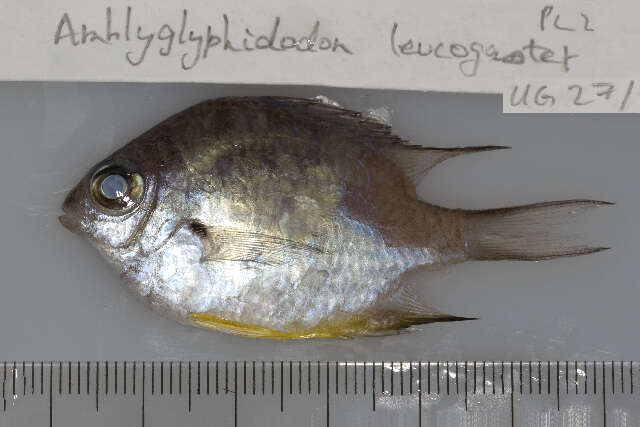 Sivun Amblyglyphidodon leucogaster (Bleeker 1847) kuva