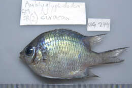 Sivun Amblyglyphidodon curacao (Bloch 1787) kuva