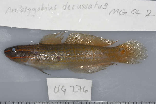 Image of Crosshatch goby