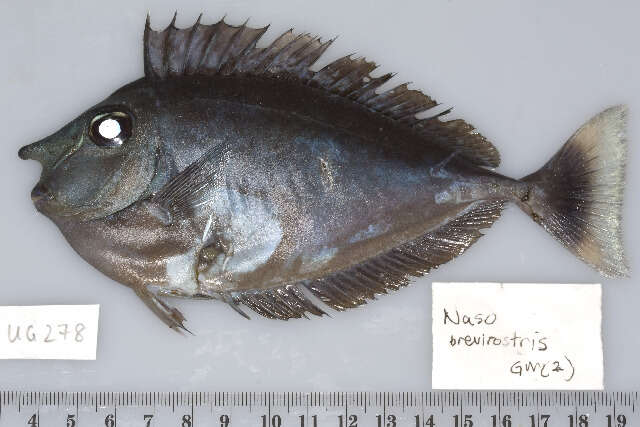 Image of Brown Unicornfish