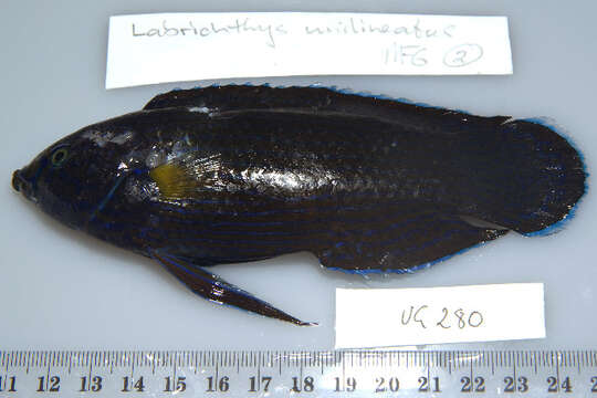 Image of Labrichthys