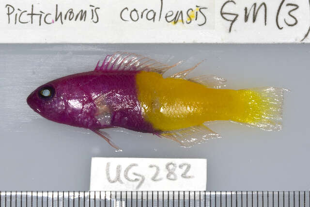 Image de Pictichromis paccagnellae (Axelrod 1973)