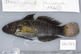 Слика од Amblygobius phalaena (Valenciennes 1837)