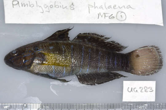 Image of Amblygobius semicinctus