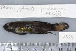 Слика од Amblygobius phalaena (Valenciennes 1837)