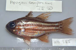 Image of Blue-eye cardinalfish