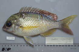 Image of Pearly monocle bream