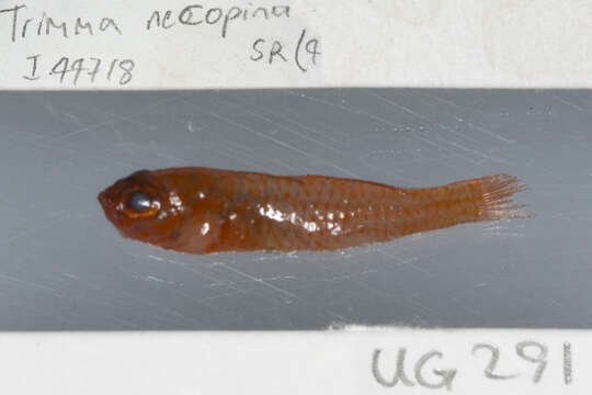 Image of Australian pygmy goby