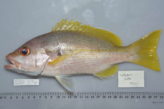 Image of Brownstripe snapper