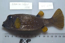 Image of Yellow boxfish