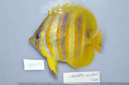 Image of Rainford's Butterflyfish